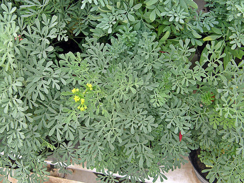 Ouvrir les chemins avec les herbes