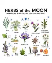 Herbs Of The Moon