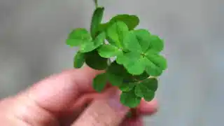 Incantesimi per la Fortuna Gratuiti