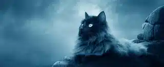 Podemos nos comunicar com nossos pets falecidos?