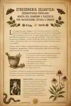 Stregoneria Selvatica: Erboristeria Popolare, Magia del Giardino e Raccolta per Incantesimi, Rituali e Rimedi