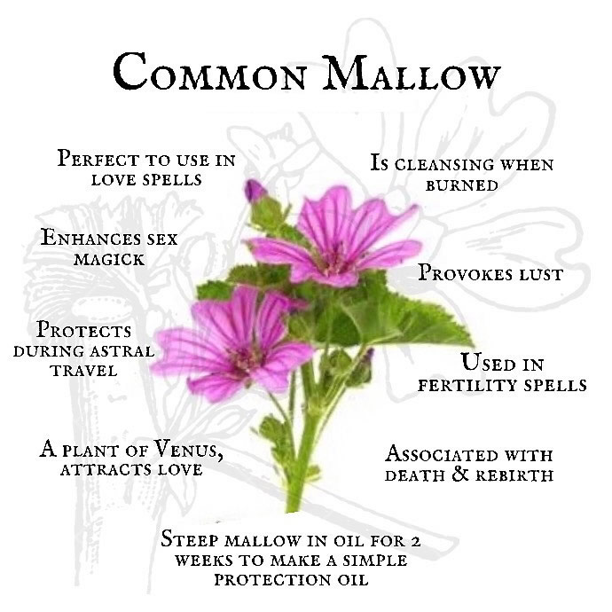 Magic Properties of Common Mallow