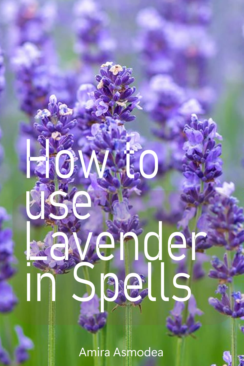 Magical secrets of lavender
